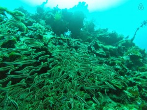 Corals in Cagdanao Island