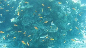 Marine life in Cagdanao 