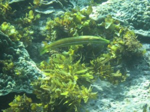 Underwater view in Cagdanao