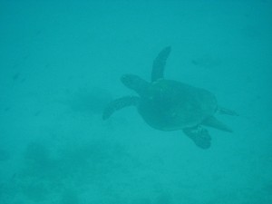 Sea Turtle in Cagdanao Island